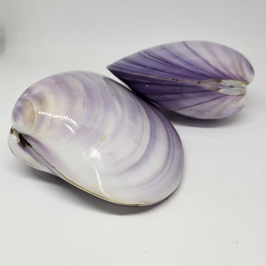 Two decorative shells with bright purple and white patterns, approximately 8cm in width and 6cm in height, placed on a white surface.