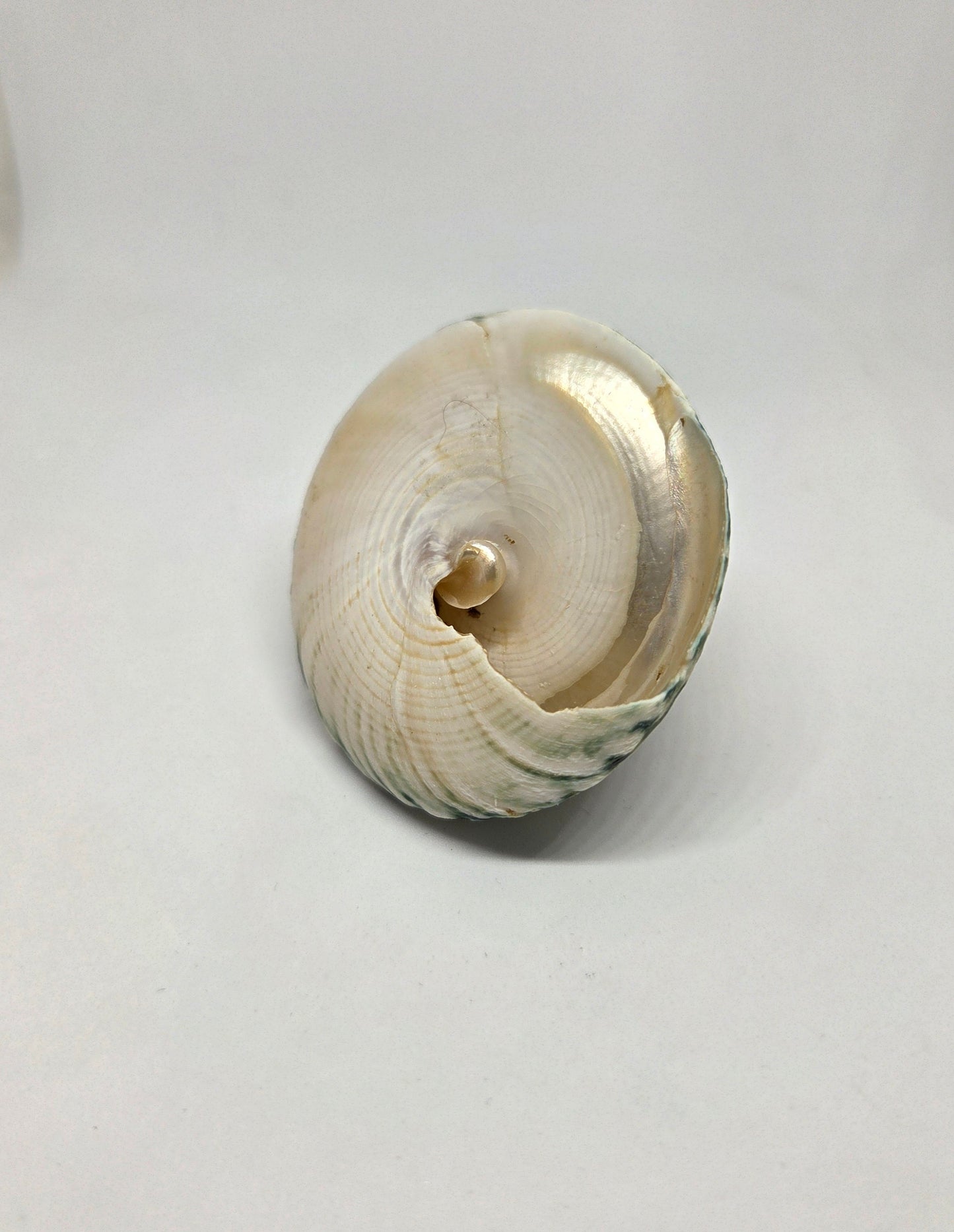 Seashell from Indonesia