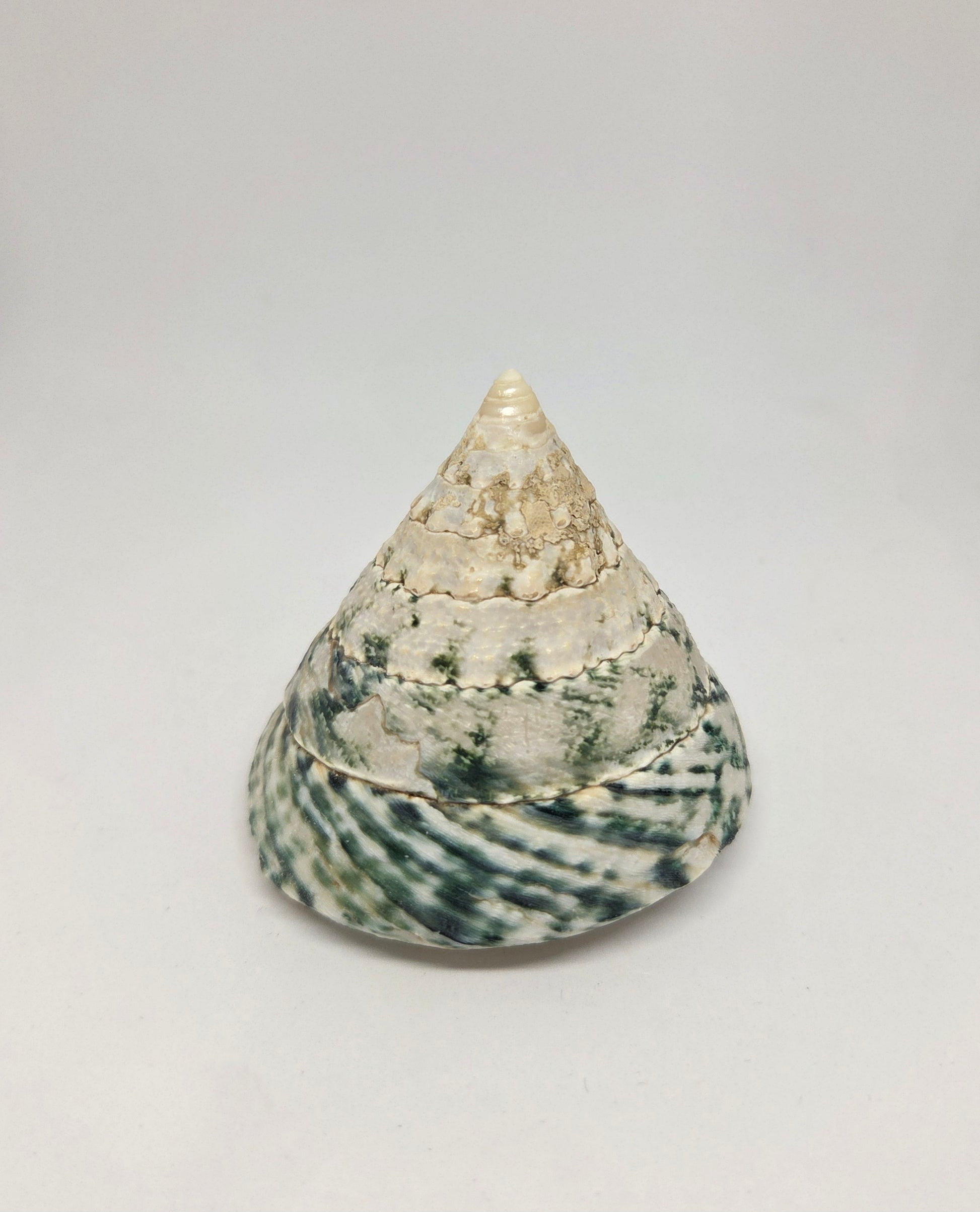 Conical sea shell with a textured surface