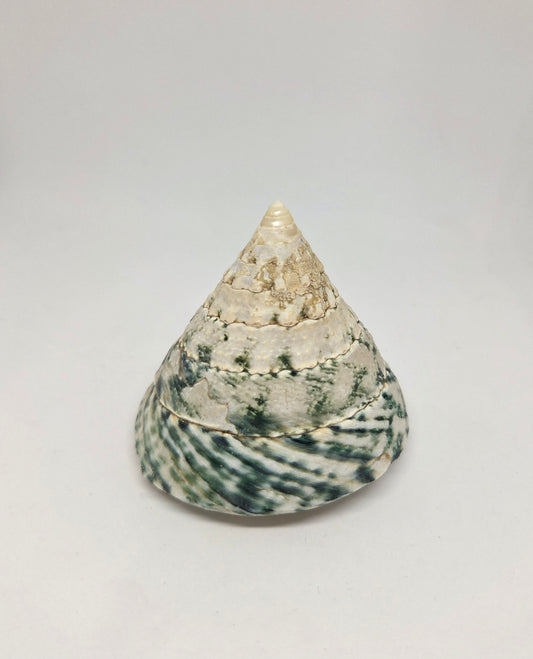 Conical sea shell with a textured surface
