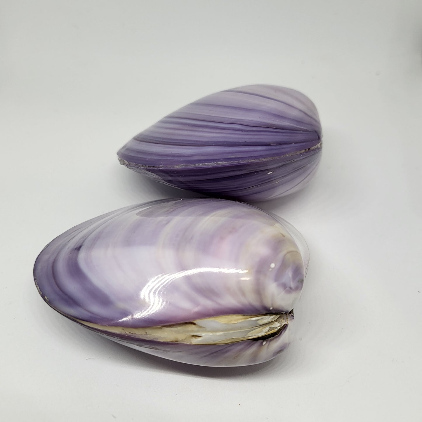 Indonesian Shells (Meretrix Lusoria), close up view different angle