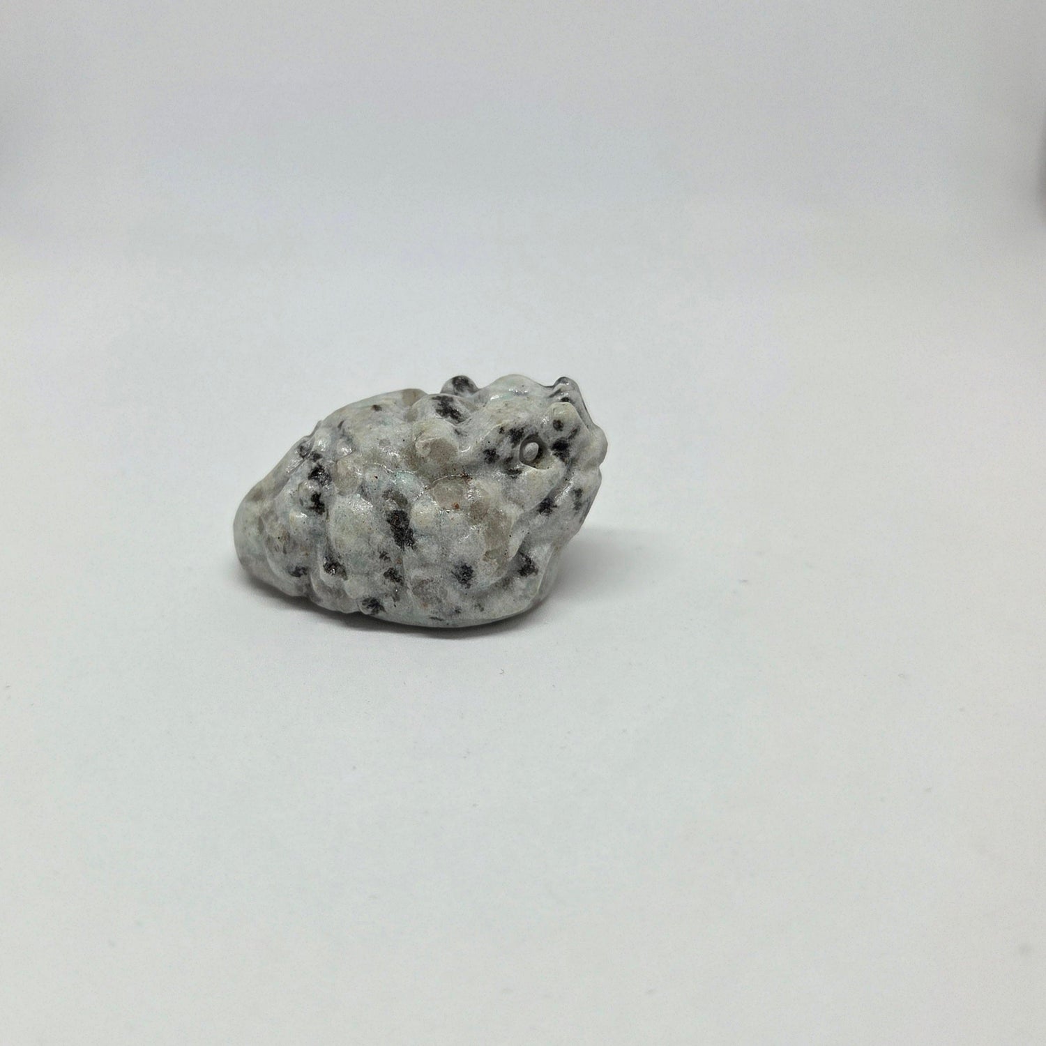 Side view of a Dalmation Money Toad