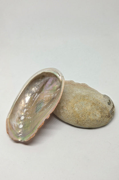 Natural Abalone Shell Showing Iridescent Interior