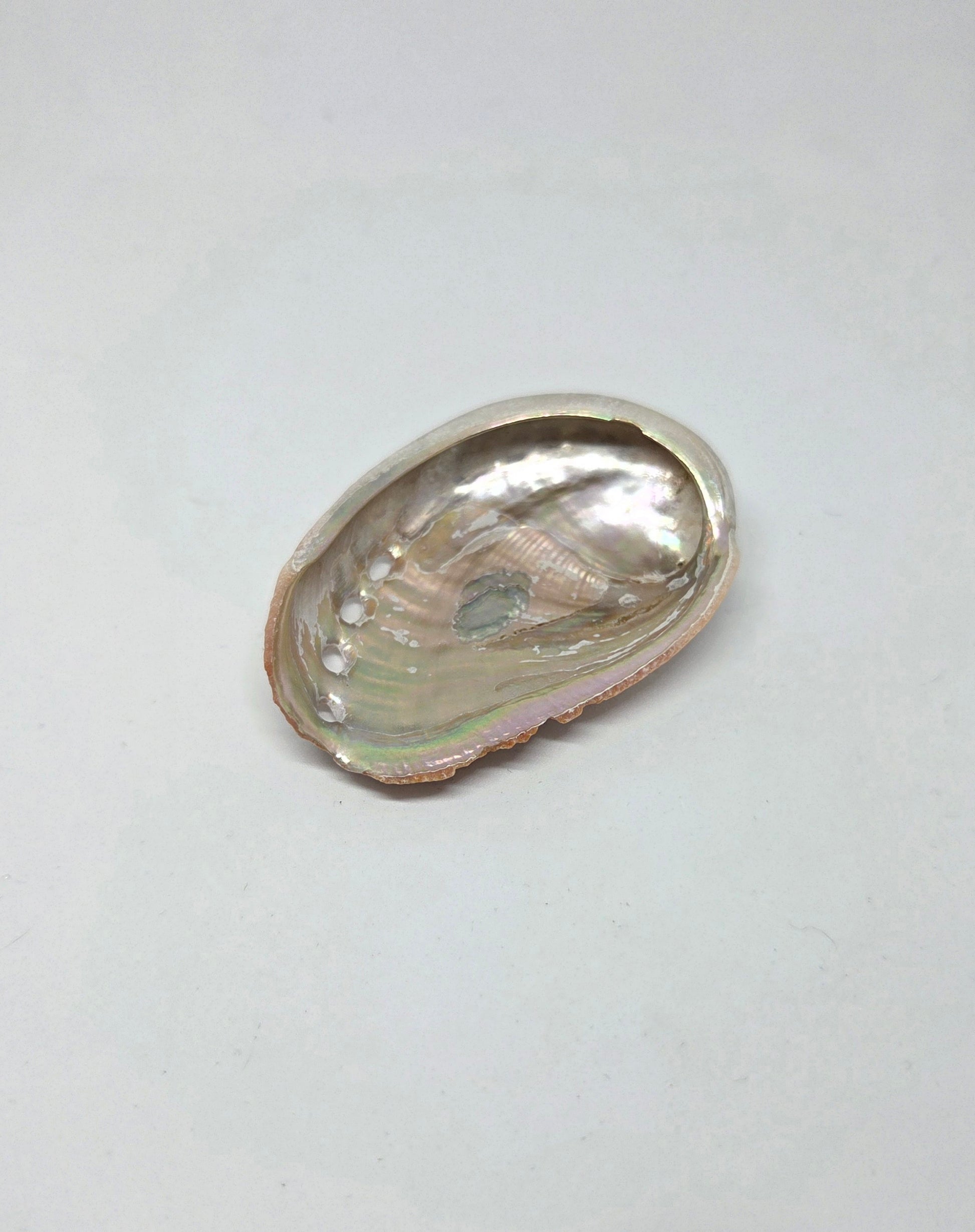  Abalone Shell with Pearlescent Rainbow Hues for Energy Work and Cleansing