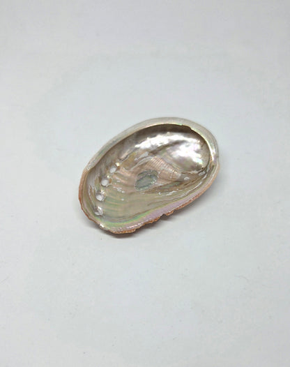  Abalone Shell with Pearlescent Rainbow Hues for Energy Work and Cleansing