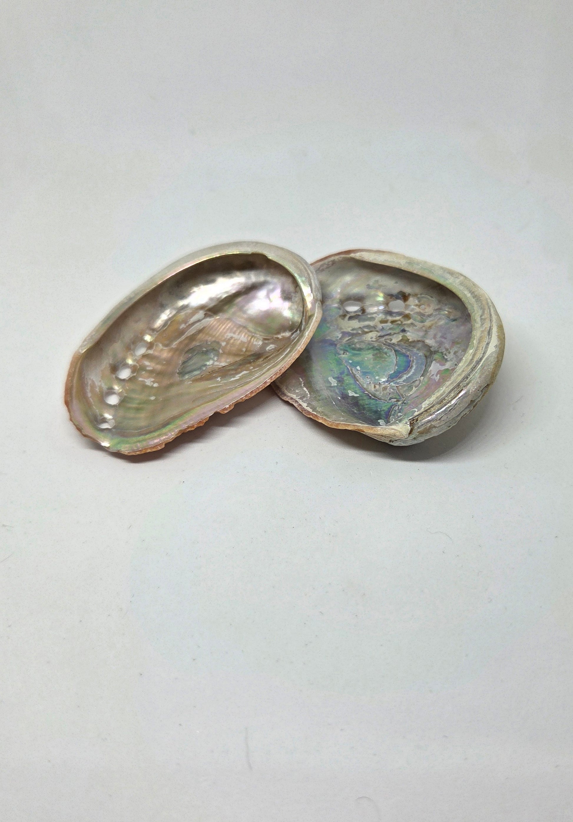 Abalone Shell for Smudging and Sacred Rituals 