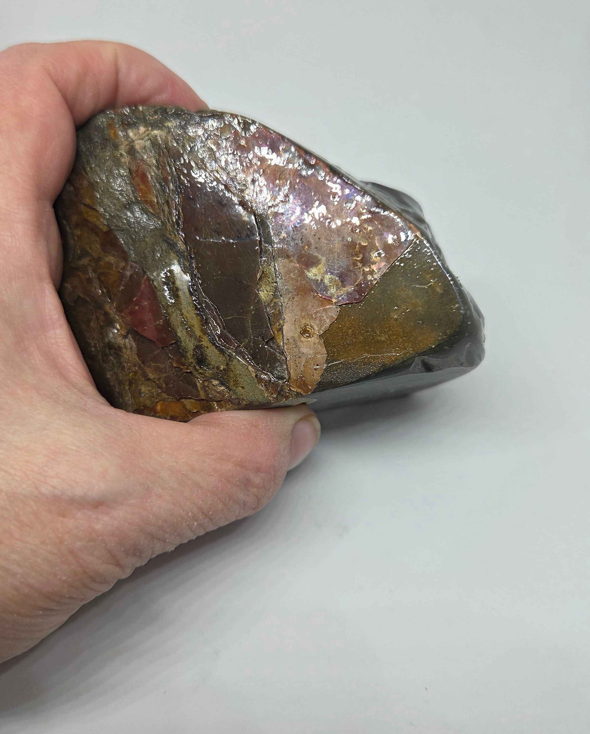 Ammolite from Alberta Showing Orange Green Red Iridescence