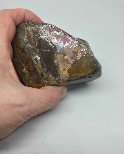 Ammolite from Alberta Showing Orange Green Red Iridescence