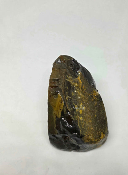Natural Ammolite Fossil from Alberta Canada with Original Shell Texture