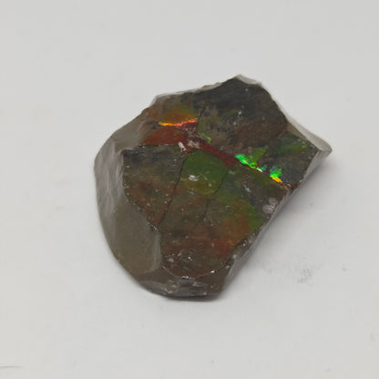 Rare Alberta Ammolite Gemstone for Prosperity and Vitality
