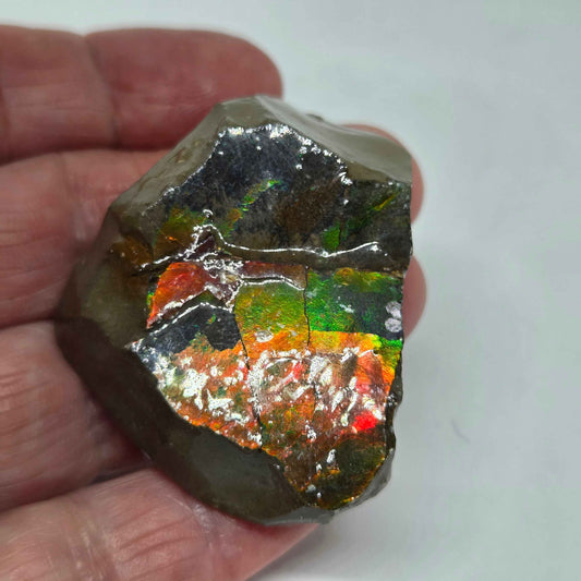 olished Ammolite Specimen from Alberta with Iridescent Colors